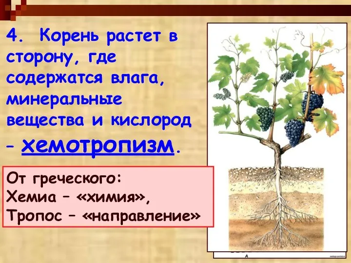 4. Корень растет в сторону, где содержатся влага, минеральные вещества и кислород