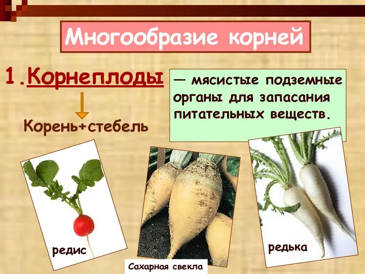 Многообразие корней 1.Корнеплоды — мясистые подземные органы для запасания питательных веществ. Корень+стебель редис Сахарная свекла редька