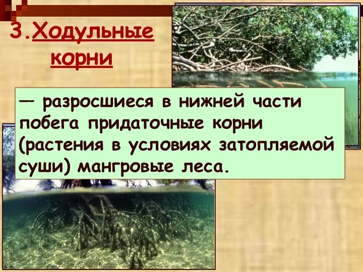 3.Ходульные корни — разросшиеся в нижней части побега придаточные корни (растения в