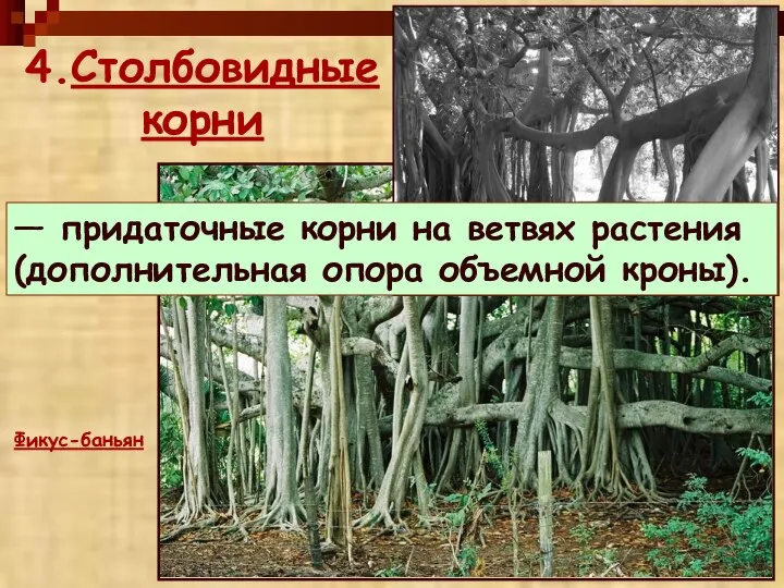 4.Столбовидные корни Фикус-баньян — придаточные корни на ветвях растения (дополнительная опора объемной кроны).