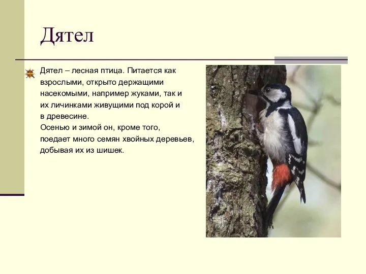 Дятел Дятел – лесная птица. Питается как взрослыми, открыто держащими насекомыми, например