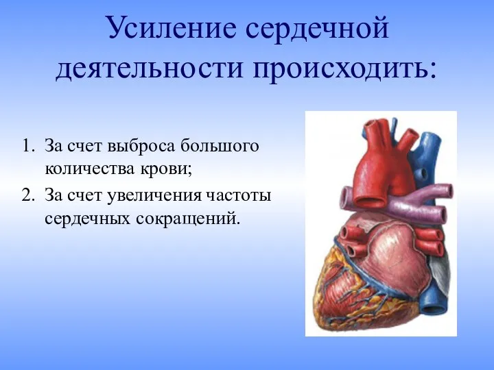Усиление сердечной деятельности происходить: За счет выброса большого количества крови; За счет увеличения частоты сердечных сокращений.