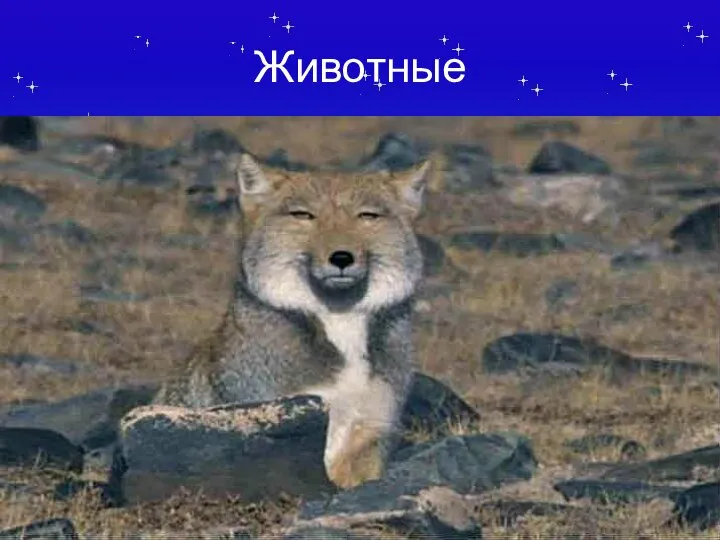 Животные