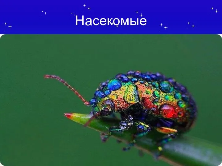 Насекомые