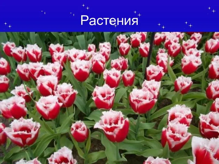 Растения