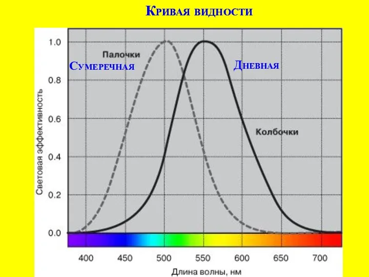 Кривая видности Дневная Сумеречная