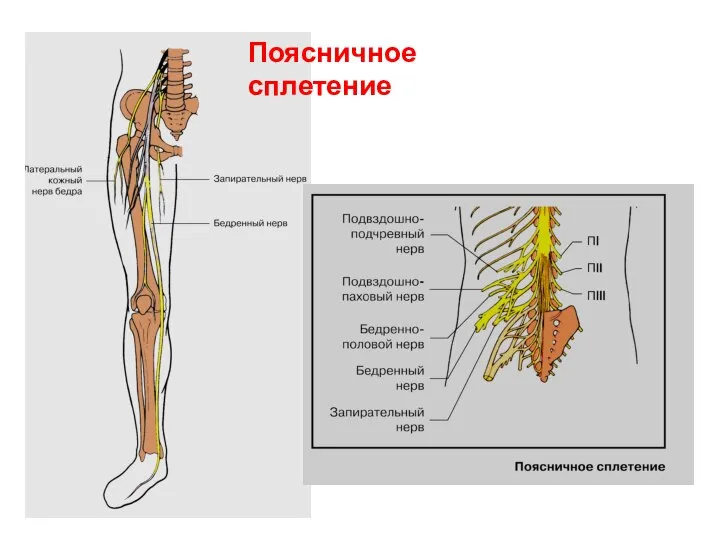 Поясничное сплетение