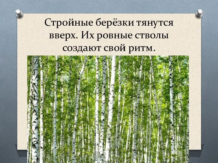 Стройные берёзки тянутся вверх. Их ровные стволы создают свой ритм.