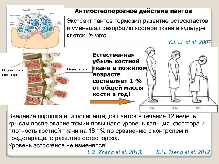 Антиостеопорозное действие пантов Введение порошка или полипептидов пантов в течение 12 недель