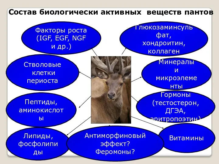 Состав биологически активных веществ пантов Факторы роста (IGF, EGF, NGF и др.)