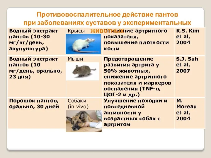 Противовоспалительное действие пантов при заболеваниях суставов у экспериментальных животных