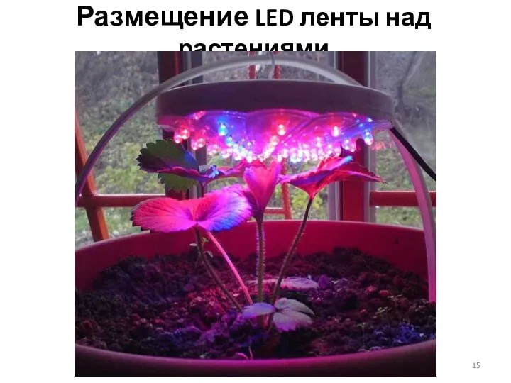 Размещение LED ленты над растениями