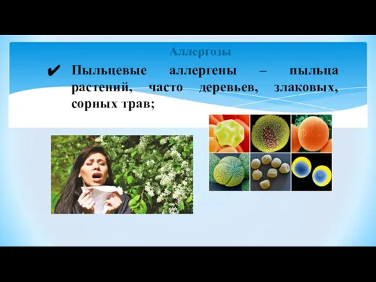 Аллергозы Пыльцевые аллергены – пыльца растений, часто деревьев, злаковых, сорных трав;