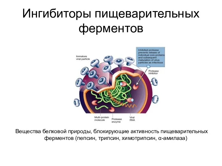 Ингибиторы пищеварительных ферментов Вещества белковой природы, блокирующие активность пищеварительных ферментов (пепсин, трипсин, химотрипсин, α-амилаза)