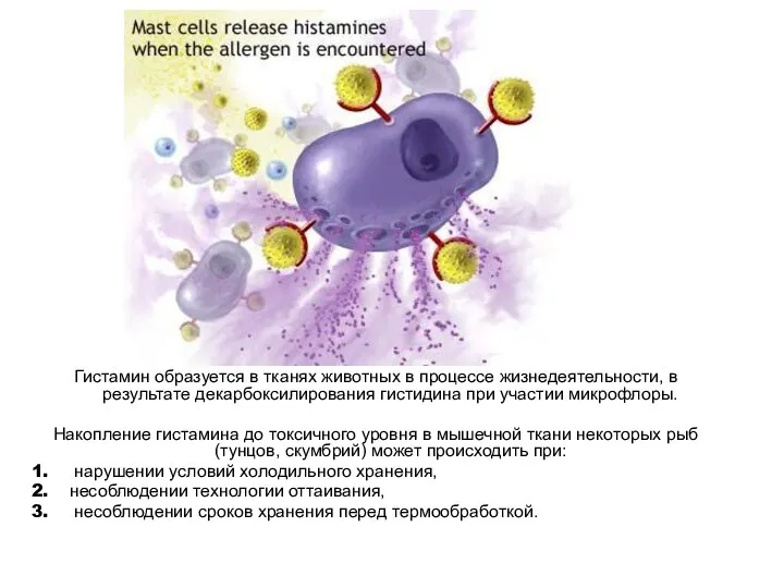 Гистамин образуется в тканях животных в процессе жизнедеятельности, в результате декарбоксилирования гистидина