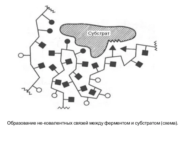 Образование не-ковалентных связей между ферментом и субстратом (схема).