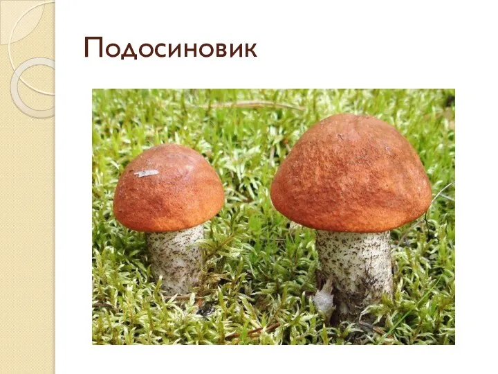 Подосиновик