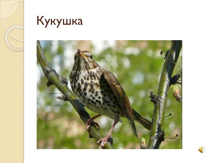 Кукушка