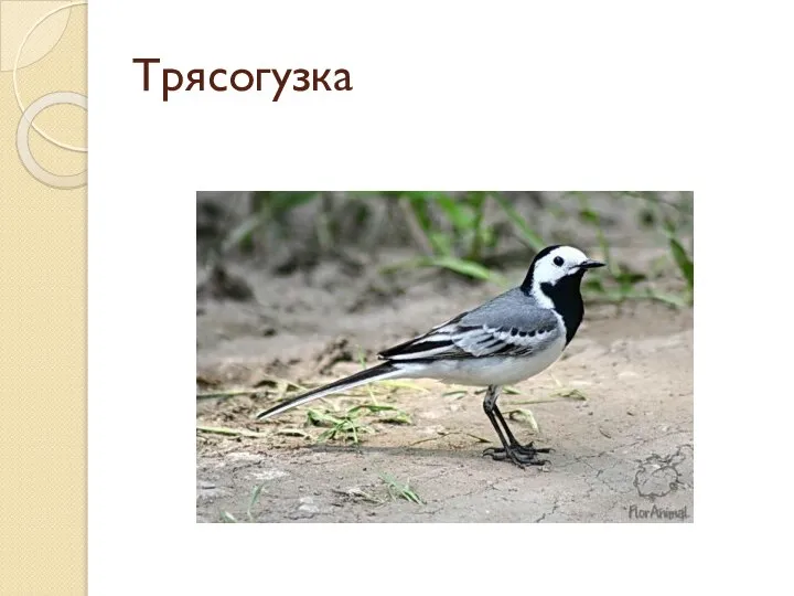 Трясогузка