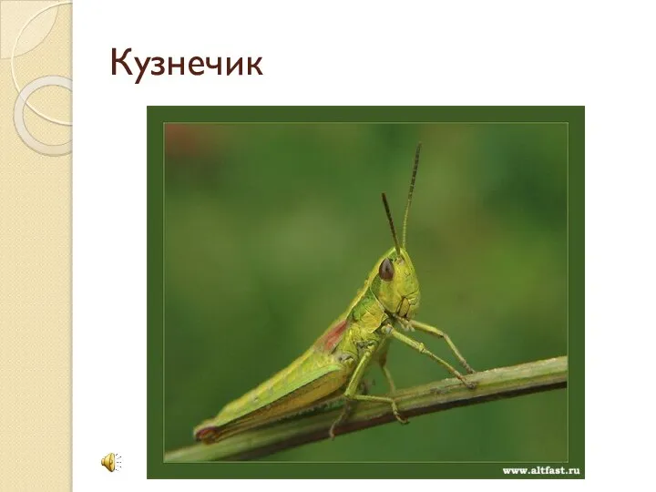 Кузнечик