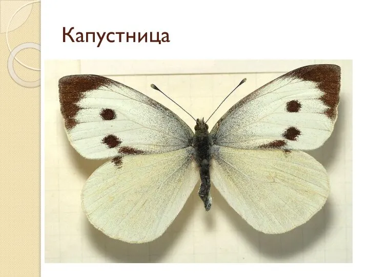 Капустница