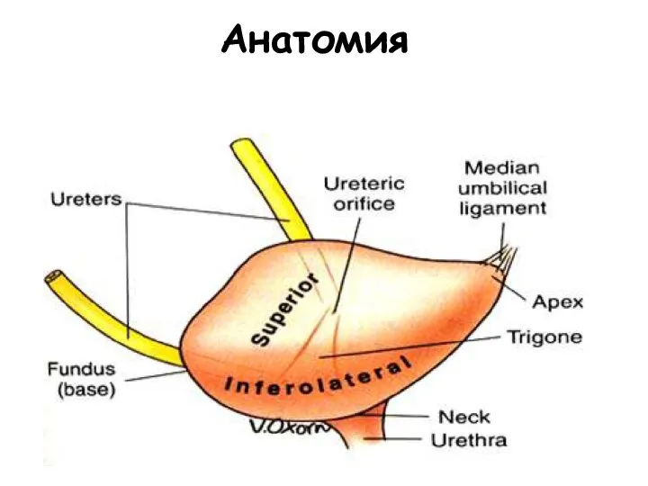 Анатомия