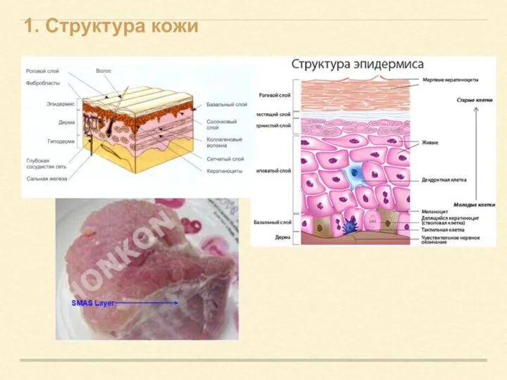 1. Структура кожи