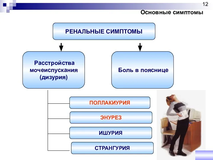 РЕНАЛЬНЫЕ СИМПТОМЫ Расстройства мочеиспускания (дизурия) Боль в пояснице ПОЛЛАКИУРИЯ ЭНУРЕЗ ИШУРИЯ СТРАНГУРИЯ Основные симптомы 12