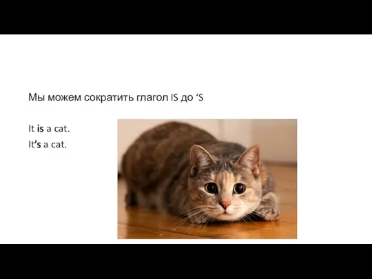 Мы можем сократить глагол IS до ‘S It is a cat. It’s a cat.