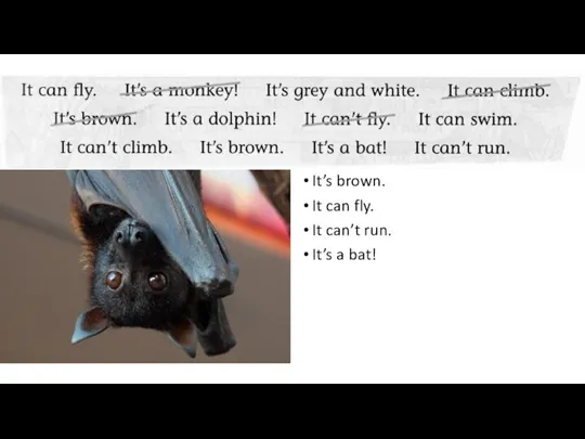 It’s brown. It can fly. It can’t run. It’s a bat!