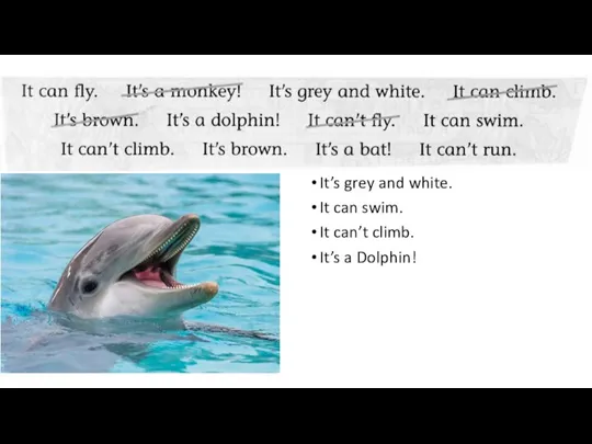 It’s grey and white. It can swim. It can’t climb. It’s a Dolphin!