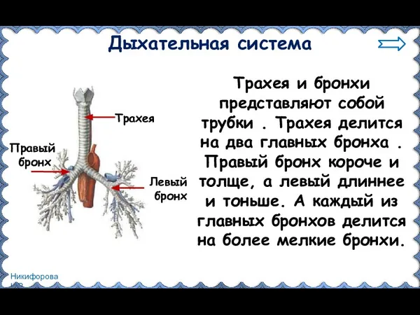 Дыхательная система Трахея Трахея и бронхи представляют собой трубки . Трахея делится