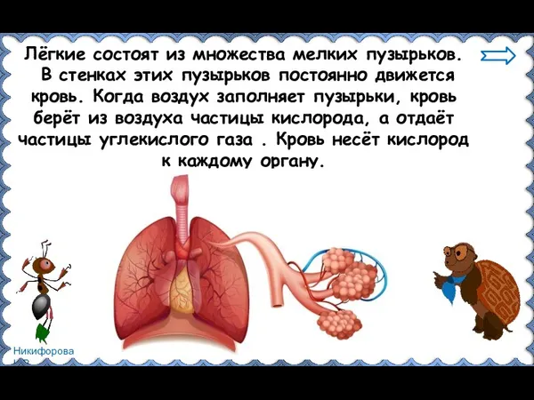 Лёгкие состоят из множества мелких пузырьков. В стенках этих пузырьков постоянно движется