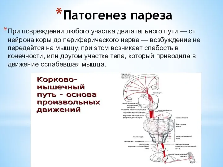 Патогенез пареза При повреждении любого участка двигательного пути — от нейрона коры