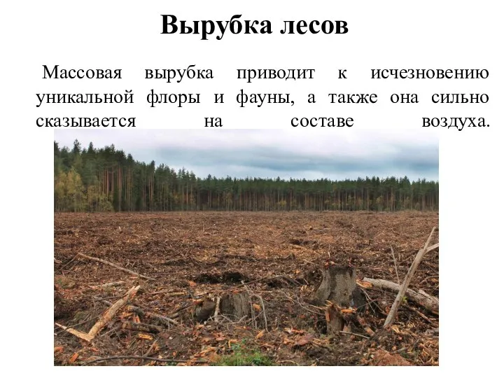 Вырубка лесов Массовая вырубка приводит к исчезновению уникальной флоры и фауны, а