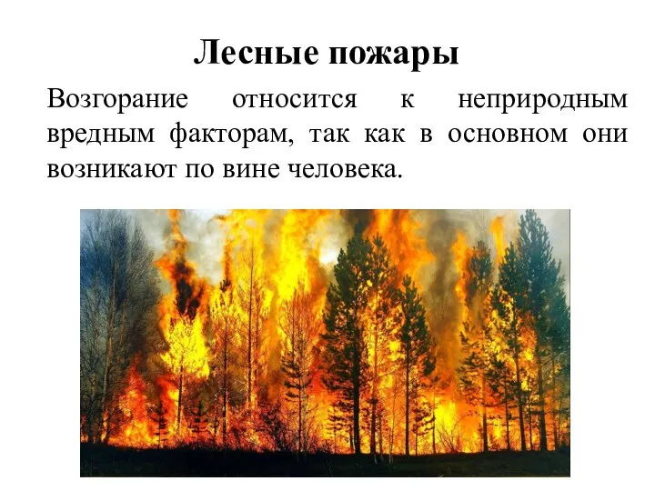 Лесные пожары Возгорание относится к неприродным вредным факторам, так как в основном
