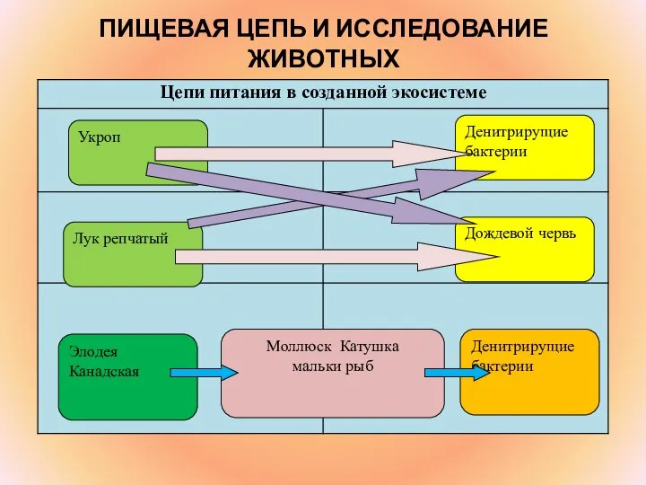 ПИЩЕВАЯ ЦЕПЬ И ИССЛЕДОВАНИЕ ЖИВОТНЫХ Укроп Денитрирущие бактерии Элодея Канадская Лук репчатый