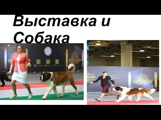 Выставка и Собака