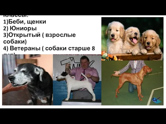 Классы: 1)Беби, щенки 2) Юниоры 3)Открытый ( взрослые собаки) 4) Ветераны ( собаки старше 8 лет)