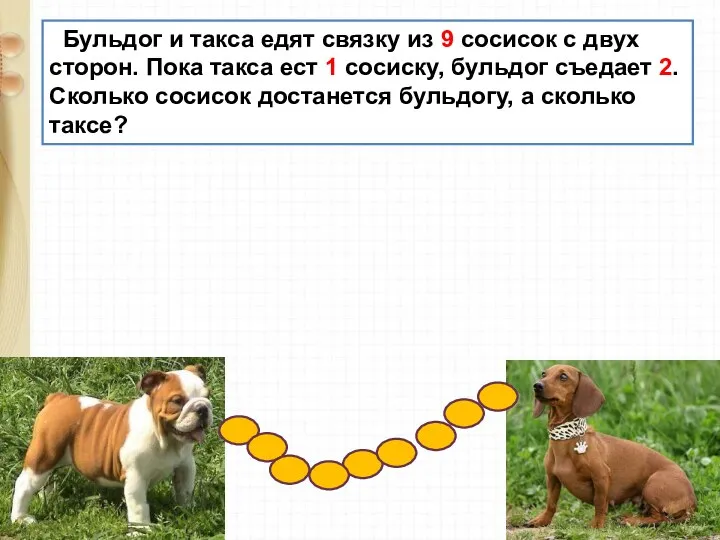 Бульдог и такса едят связку из 9 сосисок с двух сторон. Пока