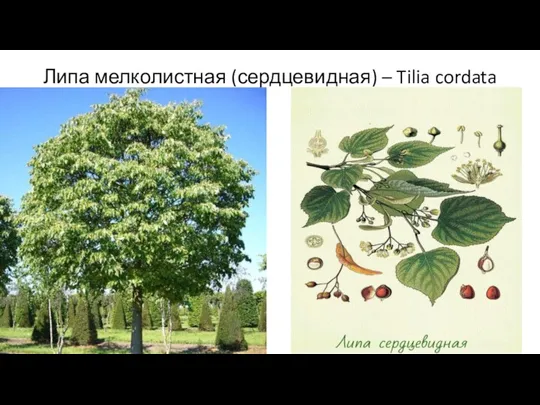 Липа мелколистная (сердцевидная) – Tilia cordata