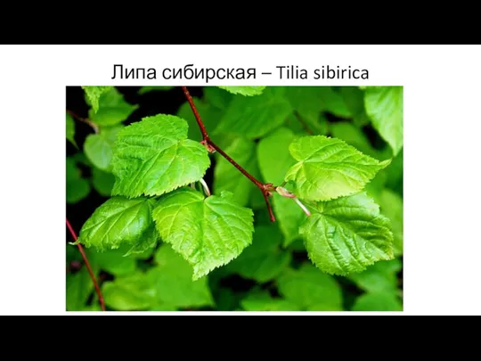 Липа сибирская – Tilia sibirica