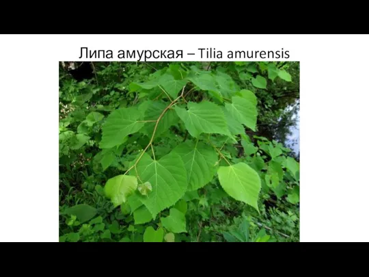 Липа амурская – Tilia amurensis