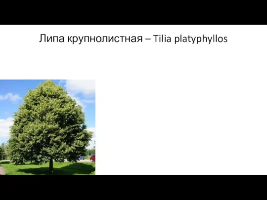 Липа крупнолистная – Tilia platyphyllos