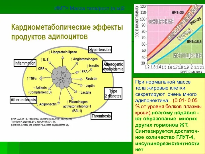 При нормальной массе тела жировые клетки секретируют очень много адипонектина= (0,01- 0,05