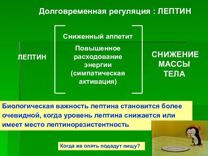 Долговременная регуляция : ЛЕПТИН ЛЕПТИН Сниженный аппетит Повышенное расходование энергии (симпатическая активация)