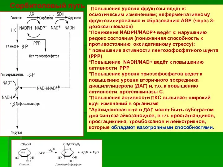 *Повышение уровня фруктозы ведет к: осмотическим изменениям; неферментативному фруктозилированию и образованию AGE