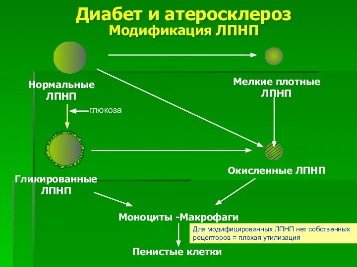 Диабет и атеросклероз Модификация ЛПНП Нормальные ЛПНП ГликированныеЛПНП Мелкие плотные ЛПНП Окисленные