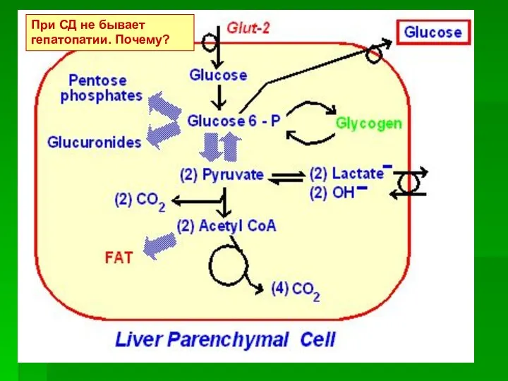При СД не бывает гепатопатии. Почему?