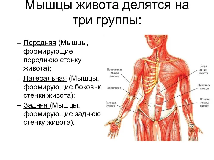 Мышцы живота делятся на три группы: Передняя (Мышцы, формирующие переднюю стенку живота);